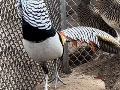 2026 hatch lady Amherst pheasant pairs