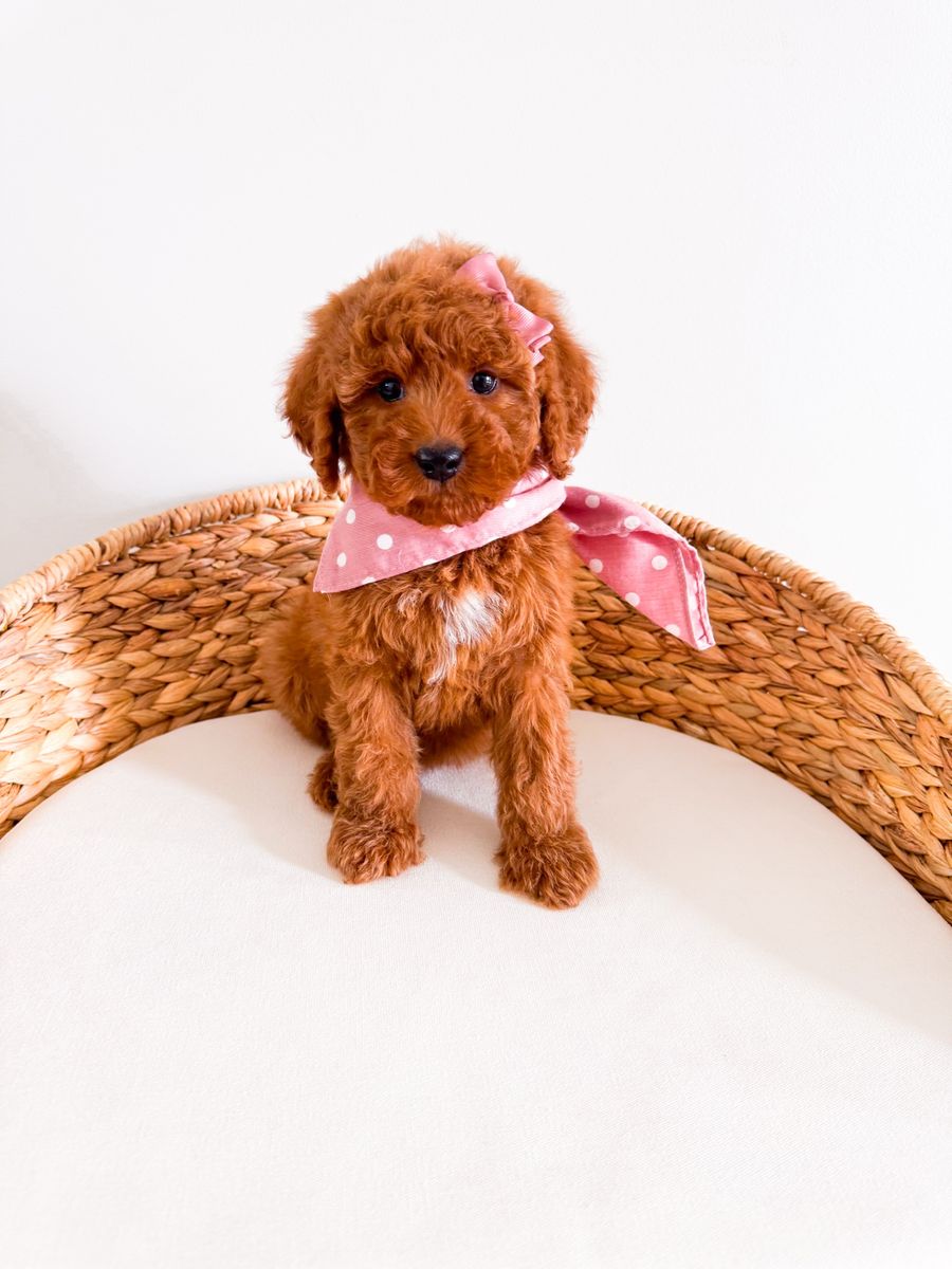Stunning Teddy Bear Mini Goldendoodle Girl Golden Doodle Ready Now