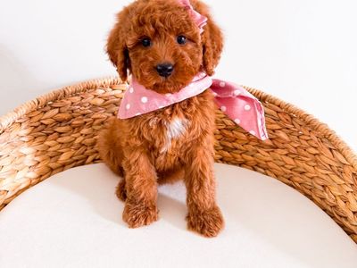 Stunning Teddy Bear Mini Goldendoodle Girl Golden Doodle Ready Now