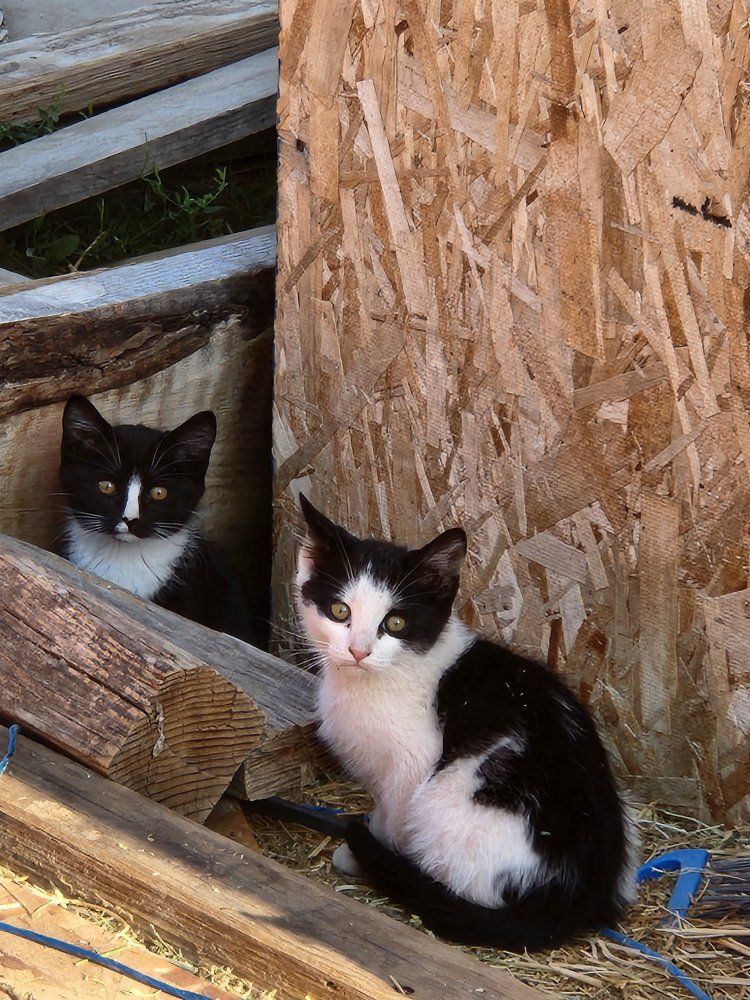 kittens 