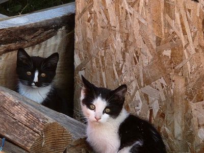 kittens