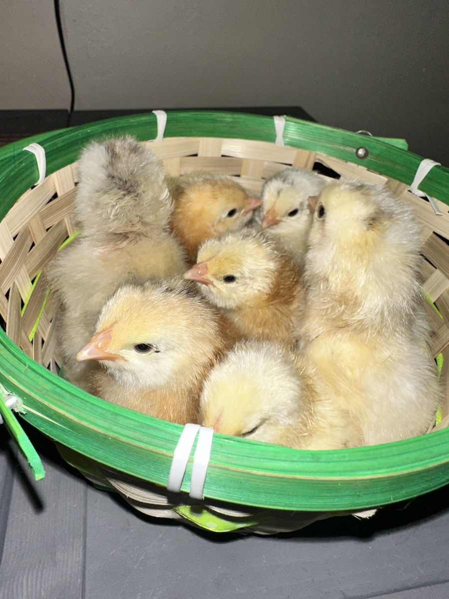 straight Run, Barnyard Mix Chicks