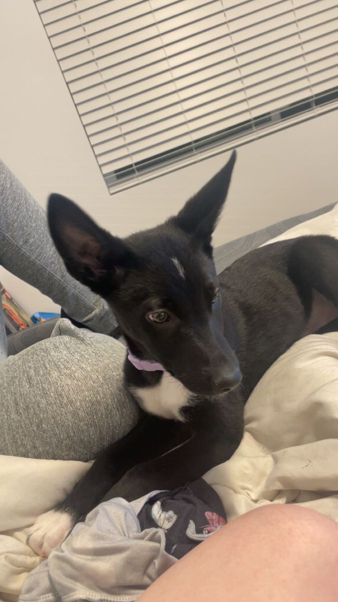Rehoming an 9 month old husky / German shepherd 