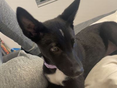 Rehoming an 9 month old husky / German shepherd