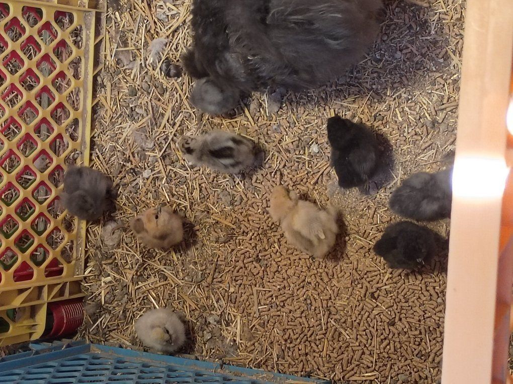 Silkie chicks