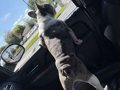 Frenchie