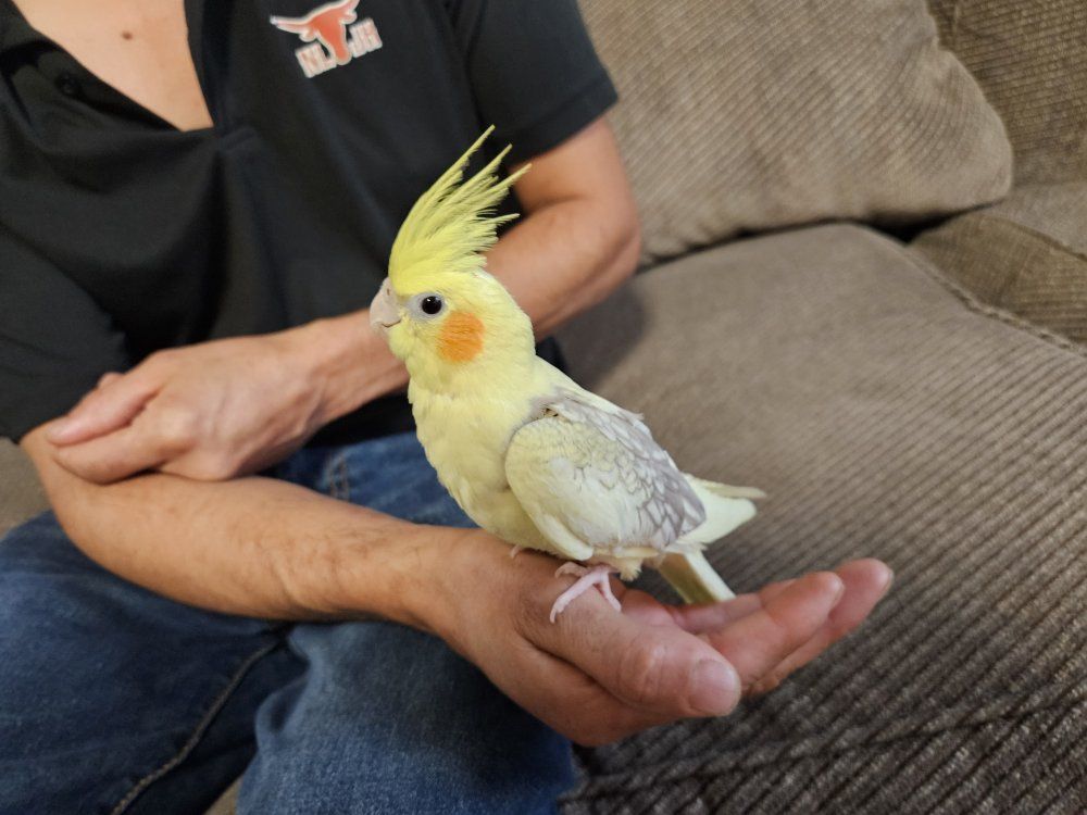 Tame Baby Pied Lutino Cockatiel