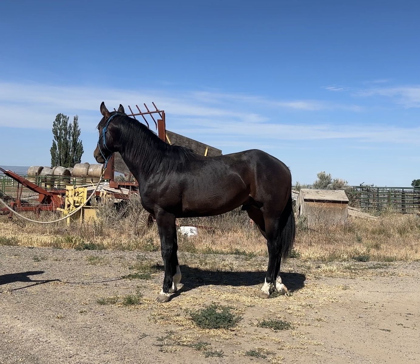 Dash Ta Fame/Frenchmans Guy 2 yr old