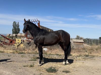 Dash Ta Fame/Frenchmans Guy 2 yr old