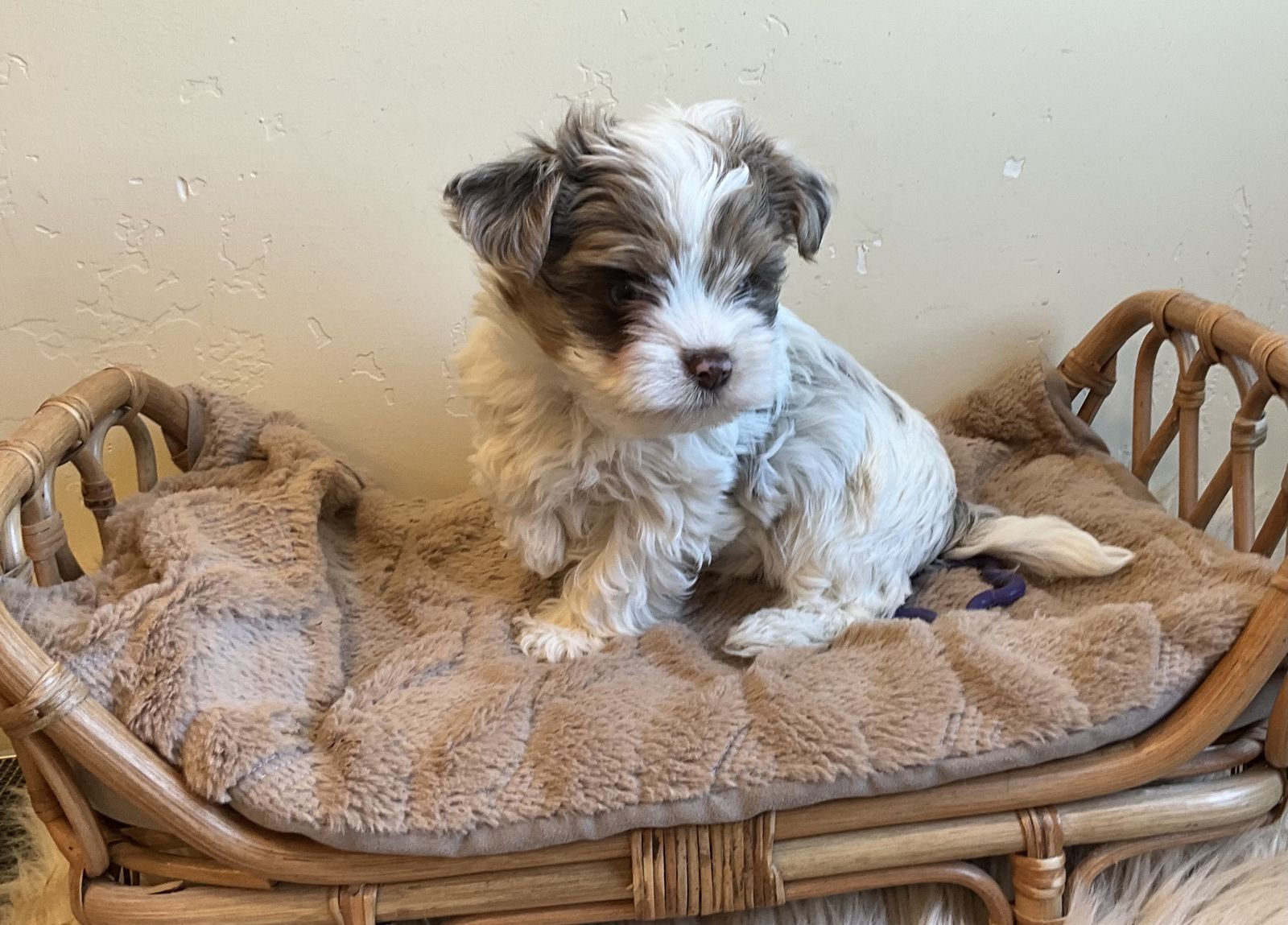 Tiny, Adorable Yorkie Puppies — Home‑Raised + Premium Starter Kit Included