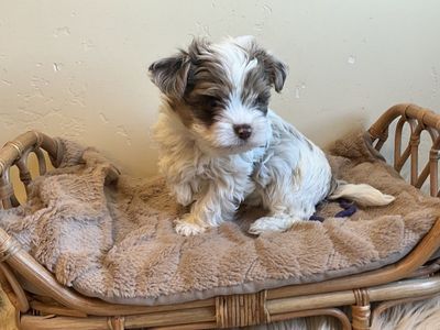 Tiny, Adorable Yorkie Puppies — Home‑Raised + Premium Starter Kit Included