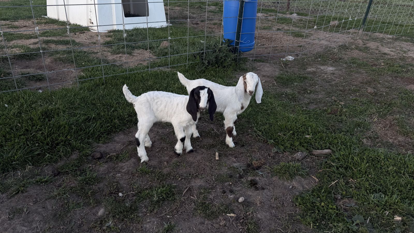Goats Boer