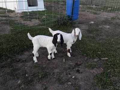 Goats Boer
