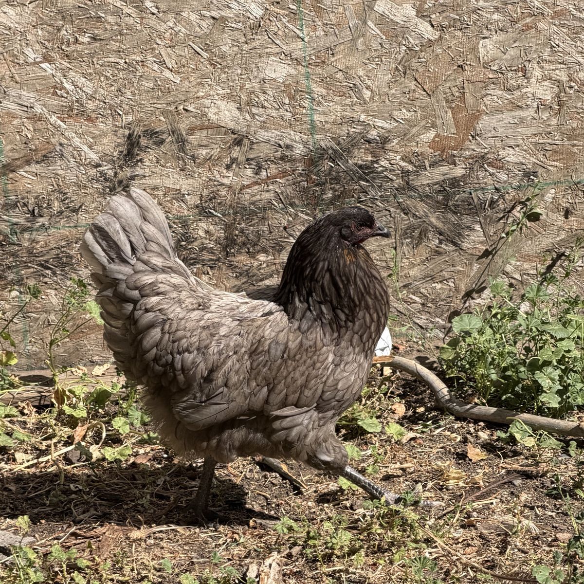 Farm-Raised Australorp/Maran Cross Pullets - Ready to Go