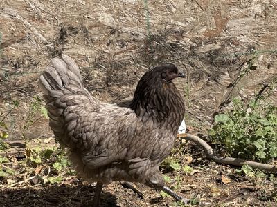 Farm-Raised Australorp/Maran Cross Pullets - Ready to Go