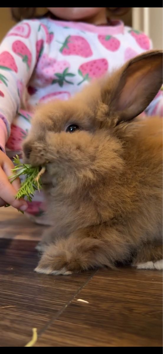 Adorable Young Lionhead Rabbit for Sale - Great Family Pet!