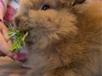 Adorable Young Lionhead Rabbit for Sale - Great Family Pet!