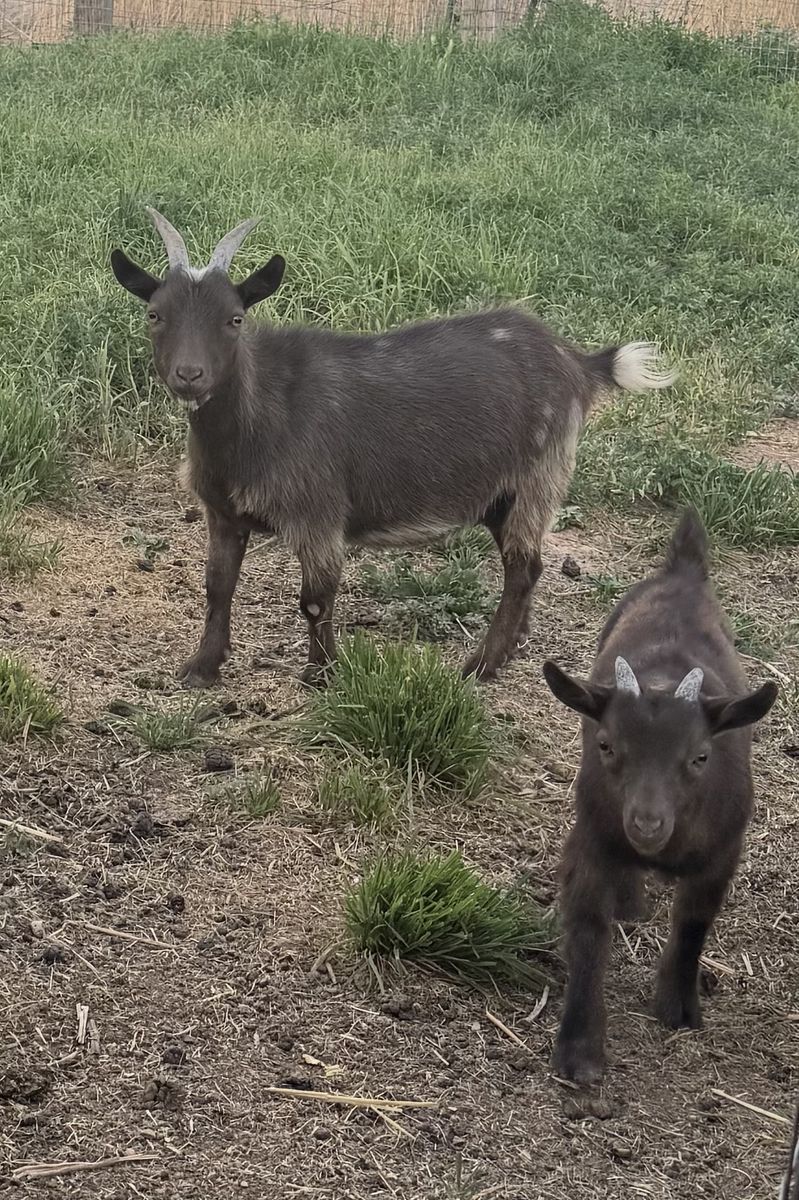 Nigerian Dwarf Doe & Buckling - Healthy Pair for Sale