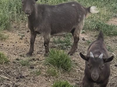 Nigerian Dwarf Doe & Buckling - Healthy Pair for Sale