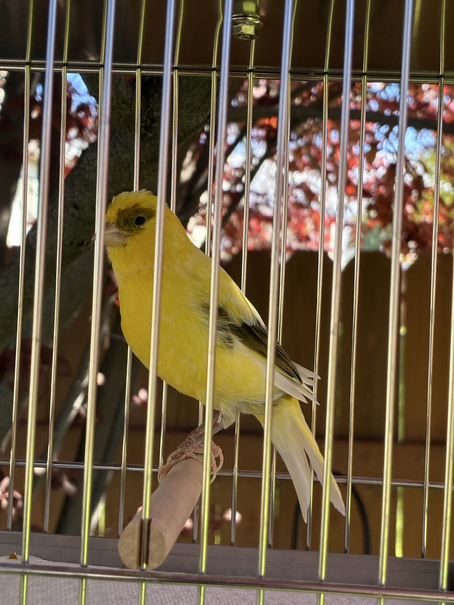 Male Canary