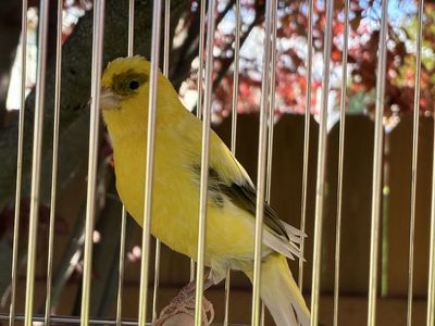Male Canary