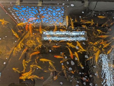 Premium grade koi fish