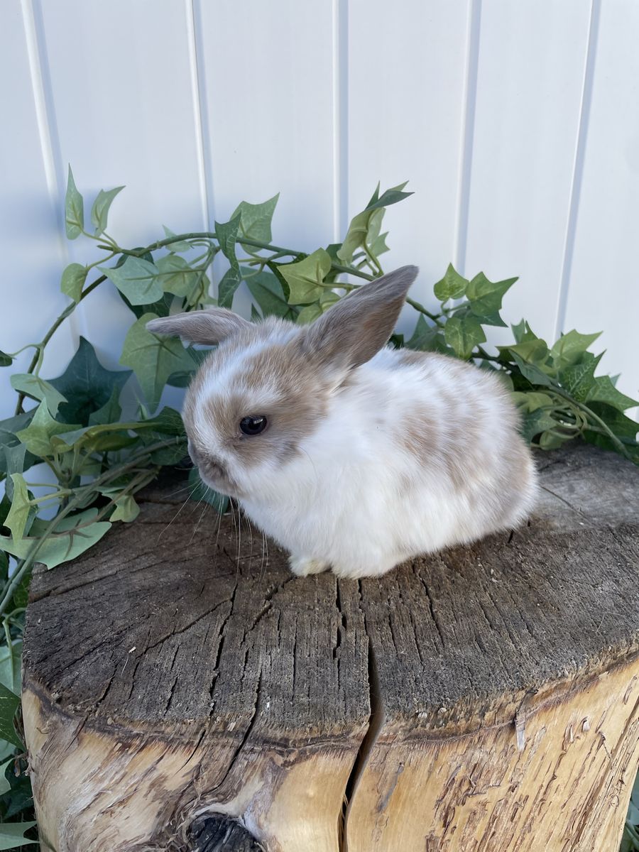 Purebred Holland Lop Girl (fully pedigreed)