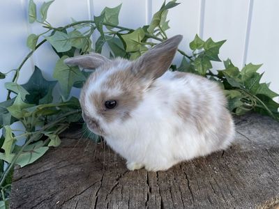 Purebred Holland Lop Girl (fully pedigreed)