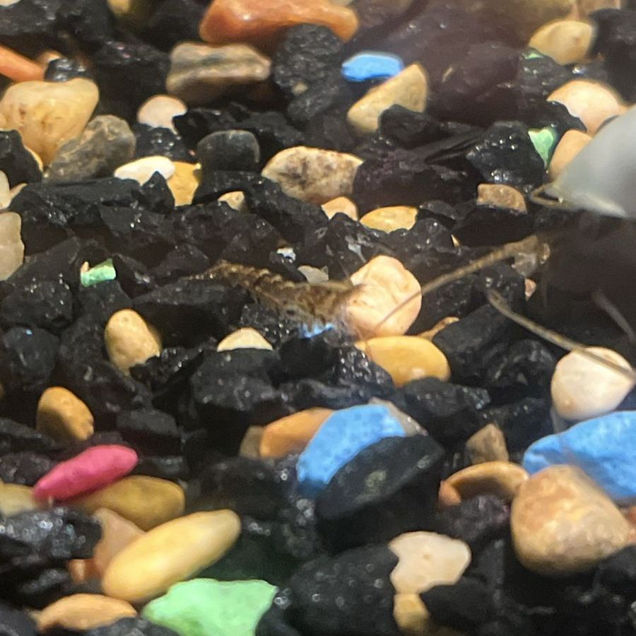 Wild color shrimp