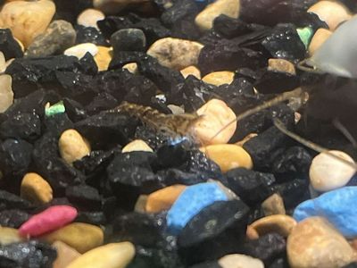 Wild color shrimp