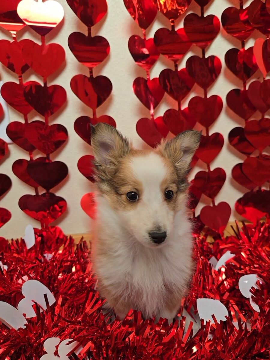 AKC Sheltie Puppies