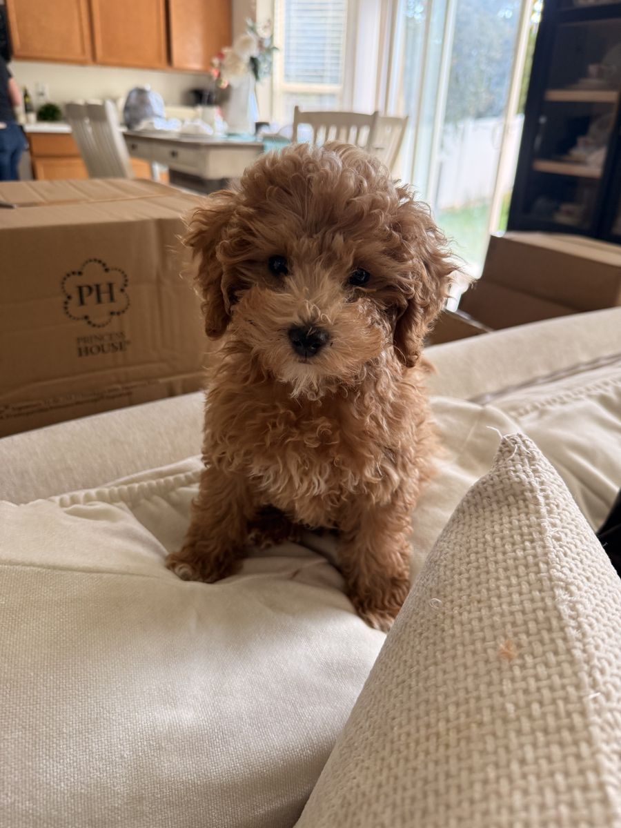 Toy Aussie/Golden doodle puppy