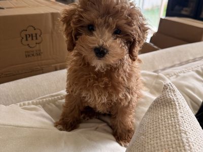 Toy Aussie/Golden doodle puppy