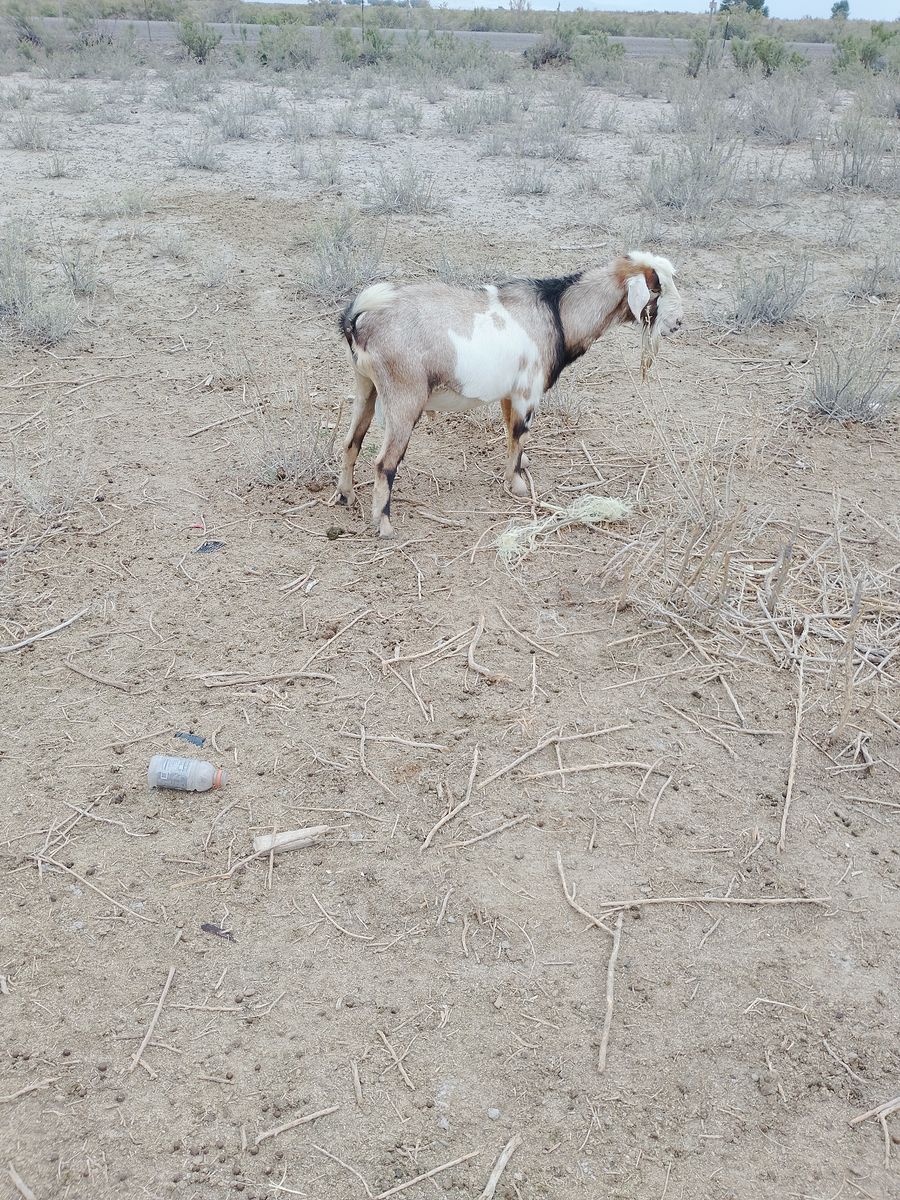 Nubian buck