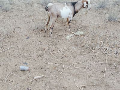 Nubian buck