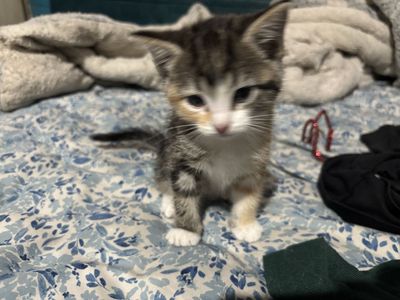 Kitten for sale for $60 each