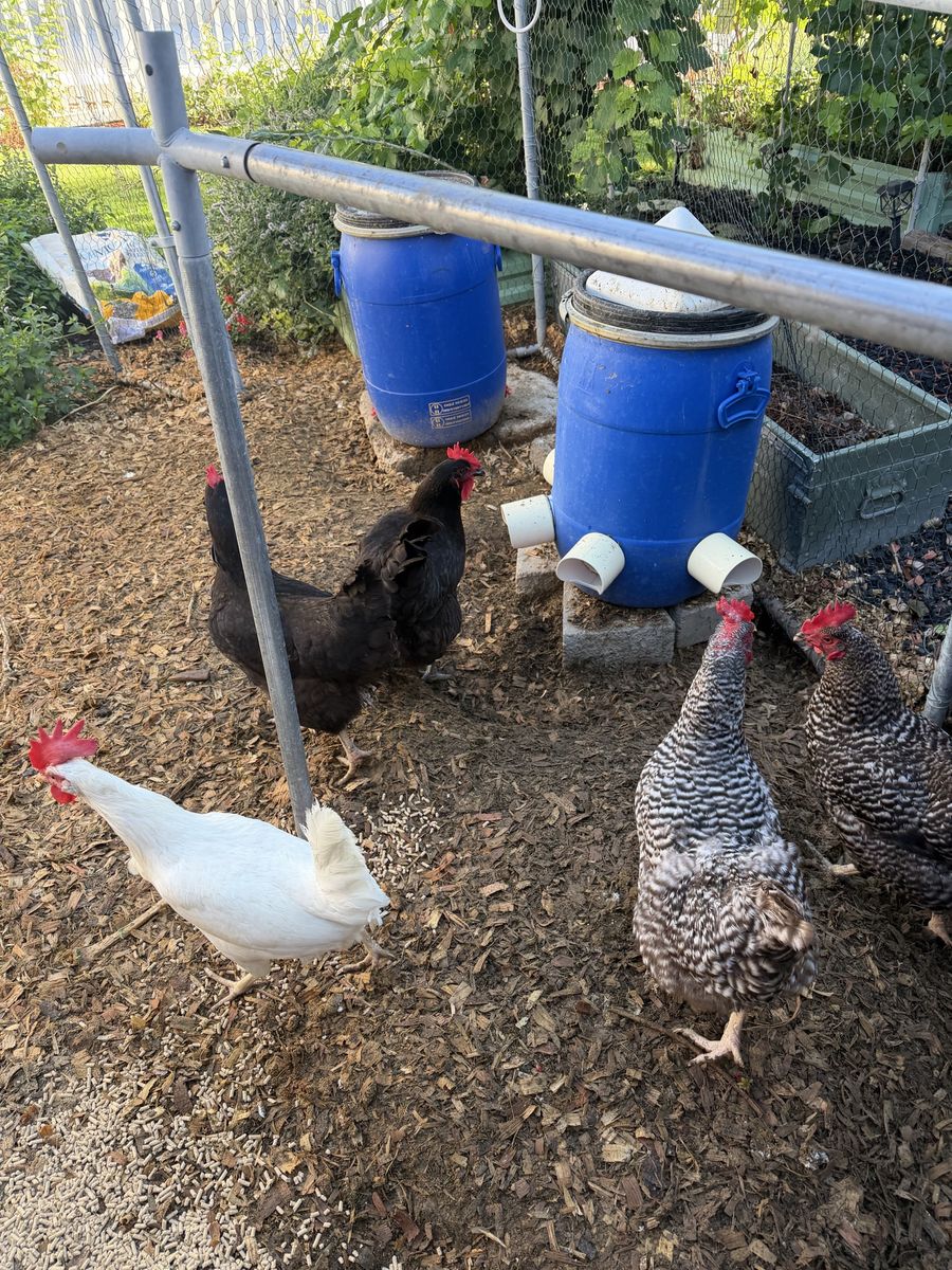 Laying Hens – $10 Each / $50 for All 6