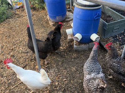 Laying Hens – $10 Each / $50 for All 6
