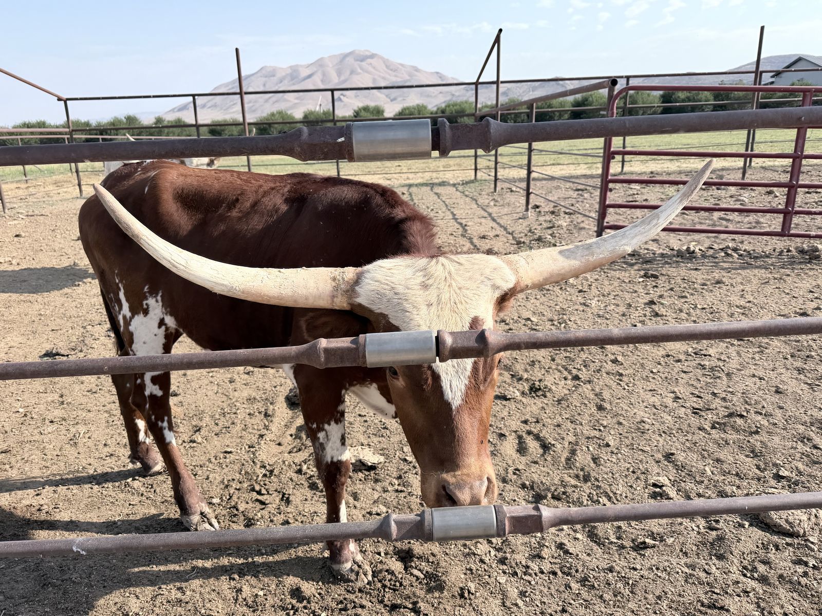 Registered Longhorn Cows - 2 Female, Papered, Great Condition