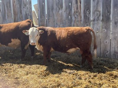 Yealing Polled Hereford Bull