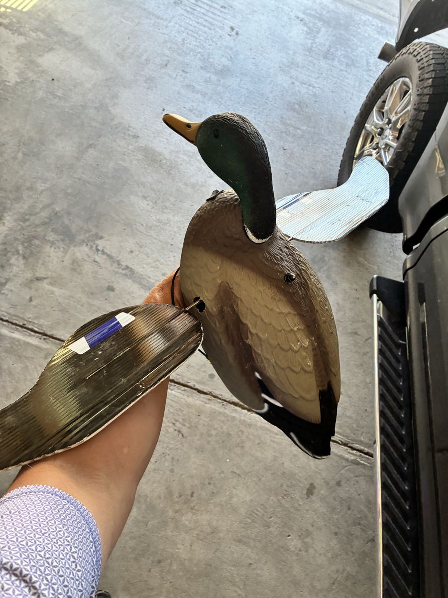 Robo duck and Quiver duck 