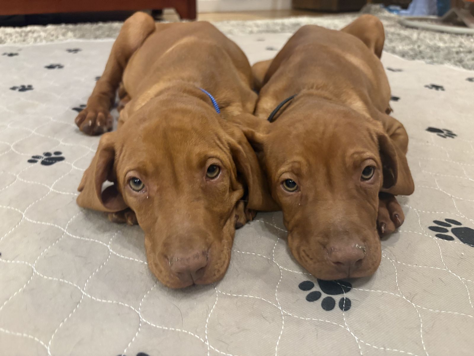 AKC Vizsla Puppies