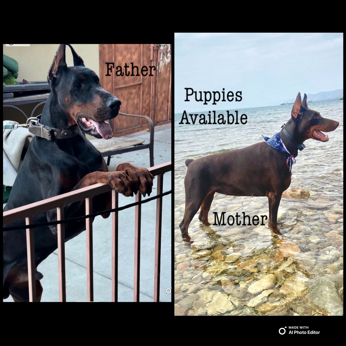 European Doberman AKC puppy