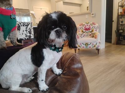 Shi Tzu