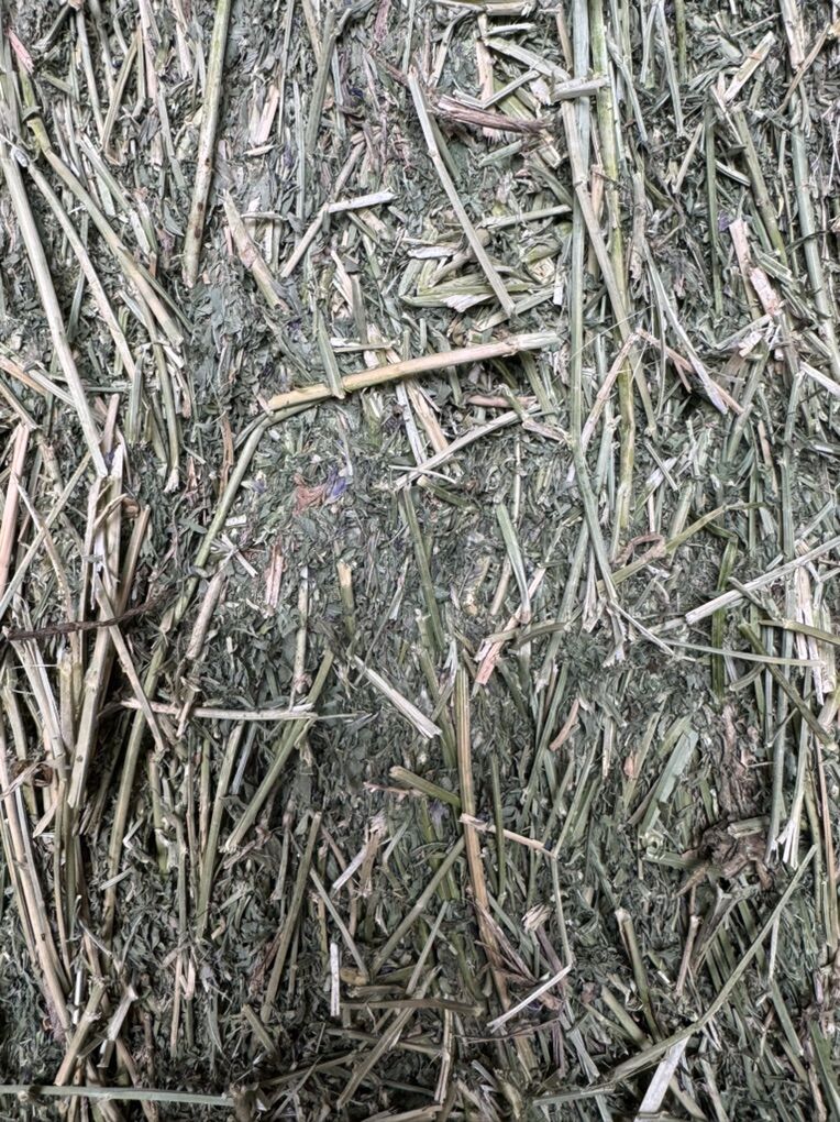 Horse Quality Alfalfa