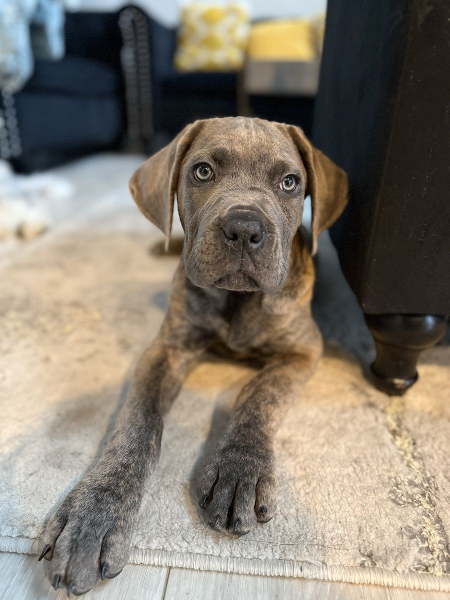 AKC Corso