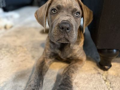AKC Corso