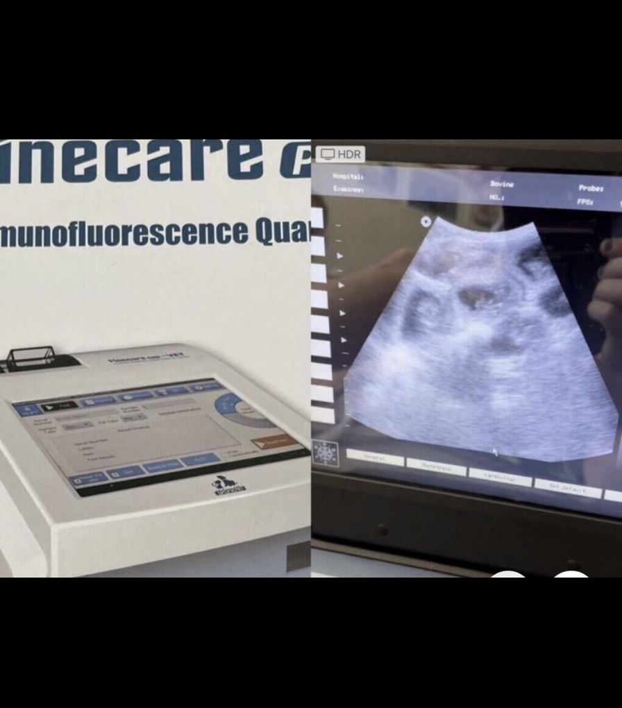 Progesterone, Ultrasound, Dog Breeding Poodle Stud