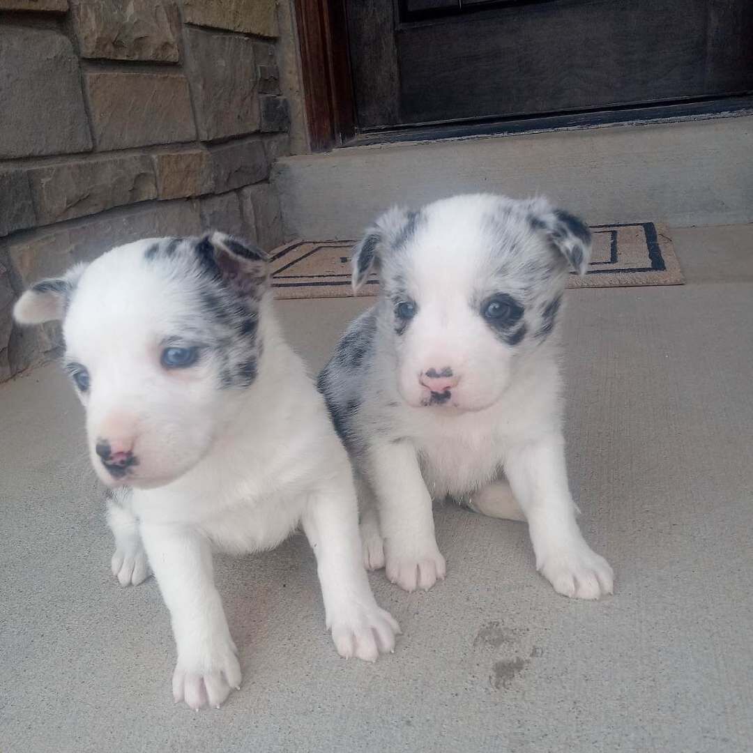 Border Collie Basenji Puppies