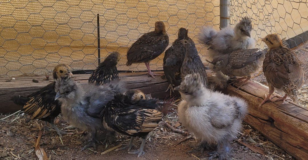Golden sea brights and silkie chicks